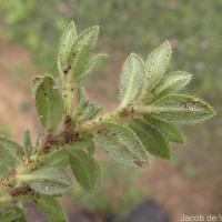 Euploca marifolia (J.Koenig ex Retz.) Ancy & P.Javad